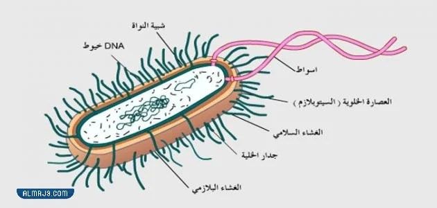 مكونات الخلية البكتيرية