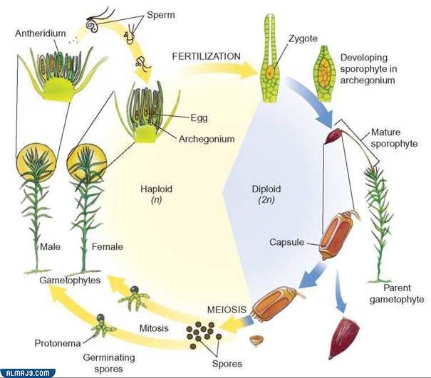 دورة حياة النباتات اللاوعائية