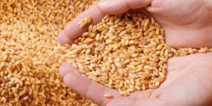 وزير التخطيط: مخزون القمح في اليمن سينتهي منتصف الشهر القادم