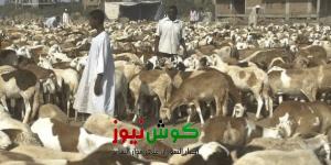 اخبار الإقتصاد السوداني - بنك العمال يعلن أسعار الخراف ب"الأقساط" وموعد التسليم