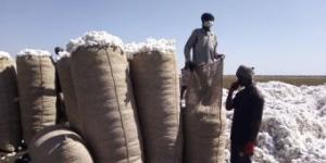 اخبار الإقتصاد السوداني - شركة السودان للأقطان: السعر التعاقدي لموسم القطن 45 ألف جنية