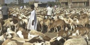 اخبار الإقتصاد السوداني - الثروة الحيوانية تؤكد إستمرار صادر الماشية عبر الموانئ والمعابر