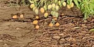 اخبار اليمن | مزارعو المانجو باليمن يضطرون إلى ترك ثمارهم تتساقط على الأرض بسبب ما يقوم به الحوثيين