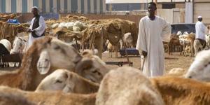 اخبار السودان من سونا - شمال كردفان تستهدف تطعيم 500 ألف رأسا من الماشية