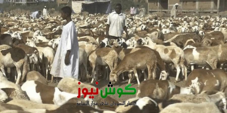 اخبار الإقتصاد السوداني - قفزة غير مسبوقة في أسعار الخراف في السودان