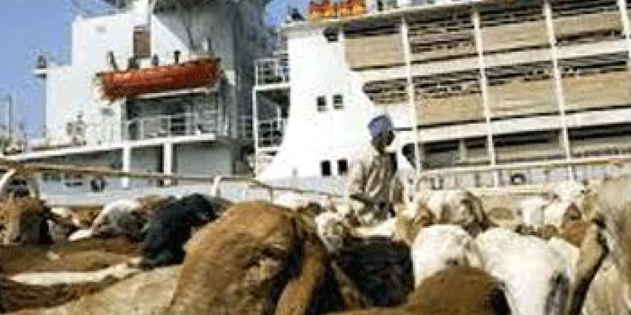اخبار الإقتصاد السوداني - تصدير نحو (39) ألف رأس ماشية إلى قطر وعُمان