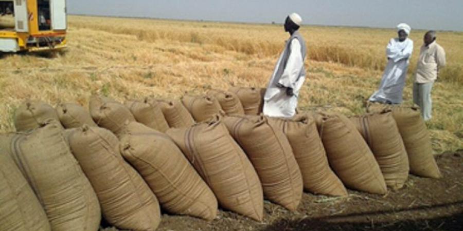 اخبار الإقتصاد السوداني - العالم يبحث عن القمح.. وأطنان عالقة في بيوت السودانيين