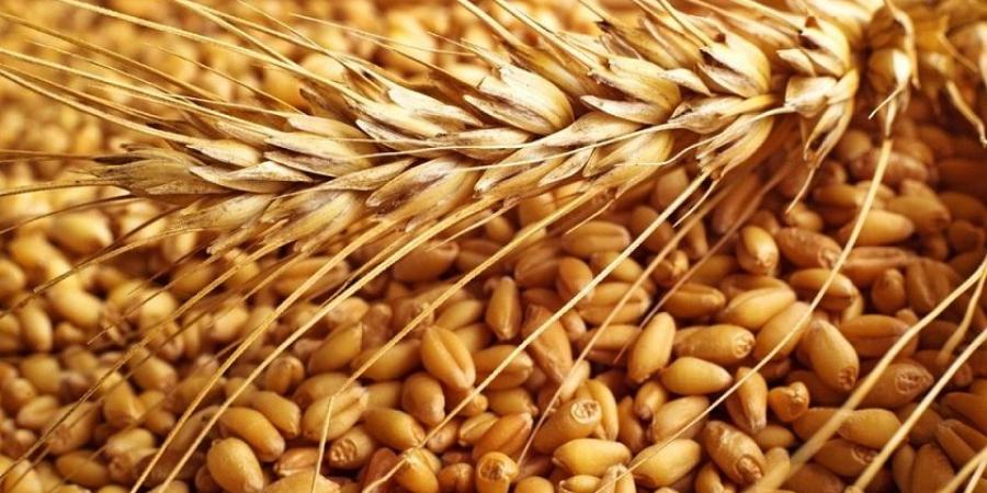 اخبار الإقتصاد السوداني - شراء القمح من مزاعي الجزيرة بمبادرة من سودانيي المهجر