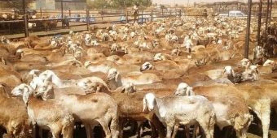 اخبار الإقتصاد السوداني - تصدير أكثر من 80 ألف رأس من المواشي لدول الخليج