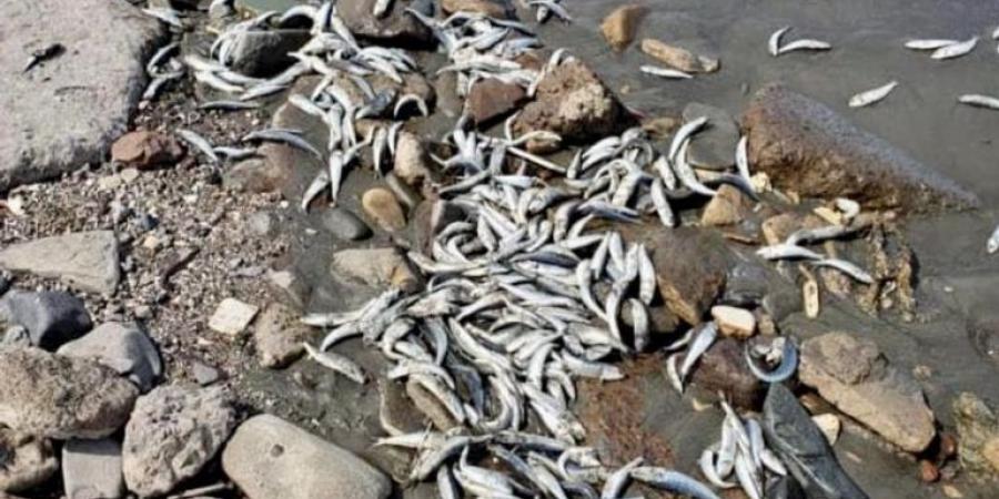 “حماية البيئة” توضح أسباب نفوق أسماك في ساحل أبين