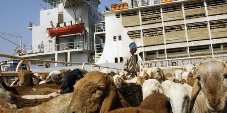 اخبار الإقتصاد السوداني - مصدرو الماشية: بروتوكول حرية تنقل الماشية بين دول الإيقاد كارثي