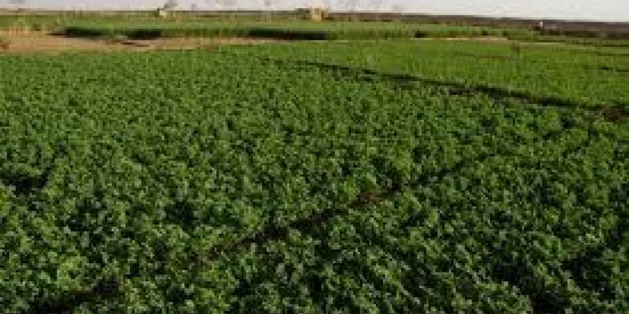 اخبار الإقتصاد السوداني - وزير الزراعة: السودان ملتزم بتطوير نظام غذائي مستدام