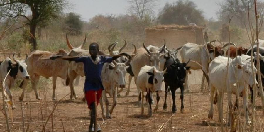 اخبار السودان من كوش نيوز - شكاوى المزارعين والرعاة من خط المسار الجديد بسنجة