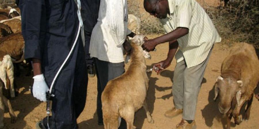 اخبار الإقتصاد السوداني - الثروة الحيوانية بالخرطوم تدشن برنامج فحص وتفتيش الأضاحي