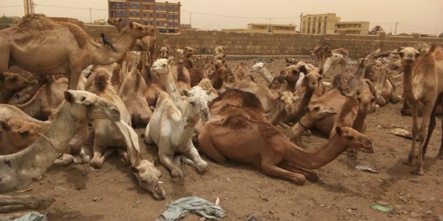 اخبار الإقتصاد السوداني - بين الدولة والمنتجين تصدير إناث الإبل.. من يكسب الرهان