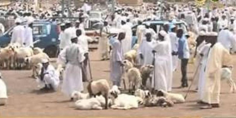 اخبار الإقتصاد السوداني - أسعار متباينة للأضاحي بأسواق شمال كردفان ووفرة في الخراف