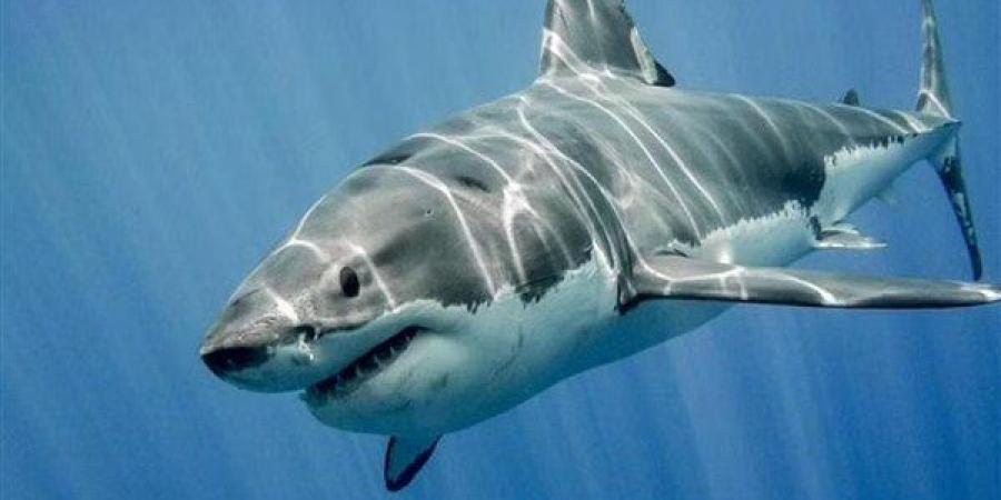 اخبار السعودية - الحياة الفطرية: سواحل المملكة بها 5 أنواع من أسماك القرش.. هذا أخطرهم-صور