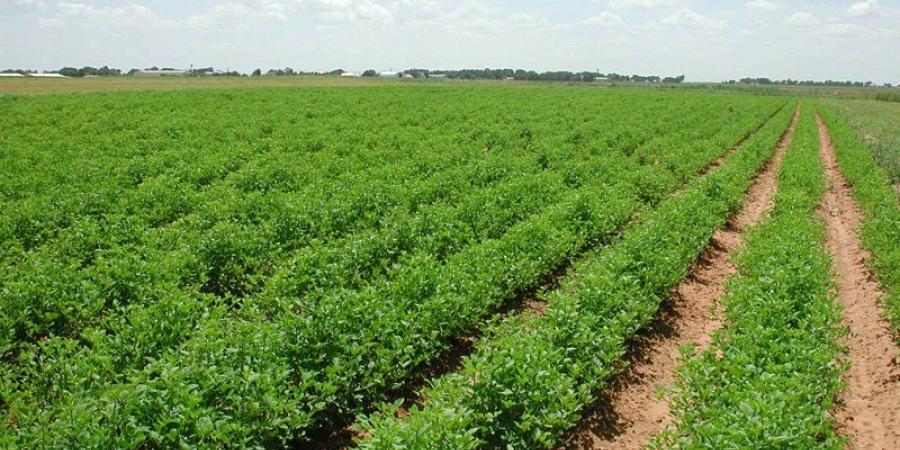 اخبار الإقتصاد السوداني - زراعة (3) ملايين فدان من جملة (7.250) مليون فدانا بالقضارف