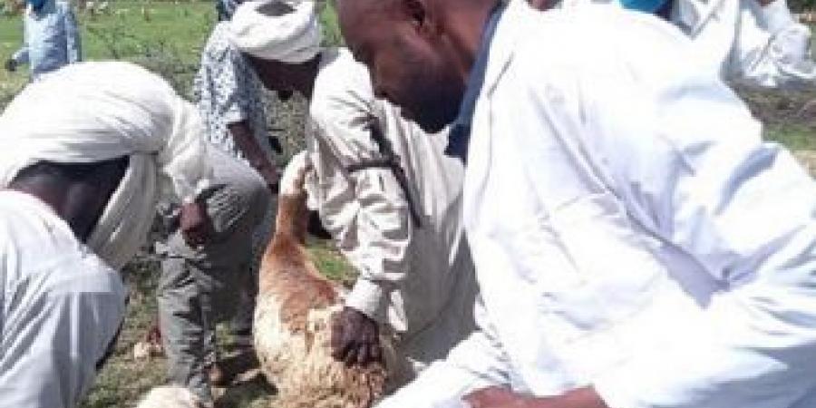 اخبار الإقتصاد السوداني - وزارة الثروة الحيوانية : إنطلاق مشروع تطعيم الماشية بشمال دارفور