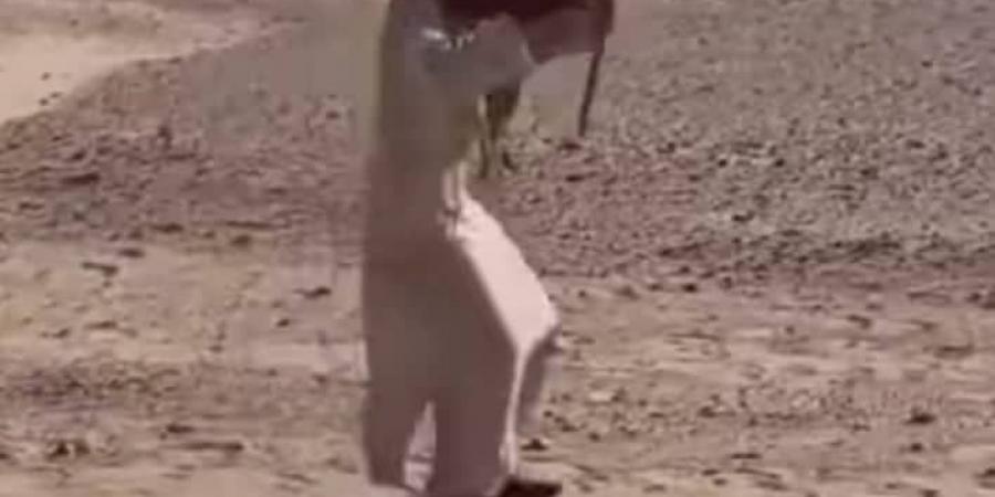 اخبار السودان من كوش نيوز - شاهد بالصورة والفيديو.. مغترب سوداني بالسعودية يحتفل بالعيد الوطني للمملكة على طريقته الخاصة