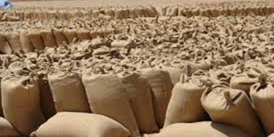 اخبار الإقتصاد السوداني - الذرة الرفيعة والدخن تعادل (14%) من انتاج الحبوب بالوطن العربي