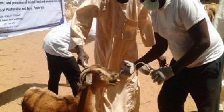 اخبار الإقتصاد السوداني - شمال كردفان تسهدف تطعيم أكثر من مليون راس من الماشية