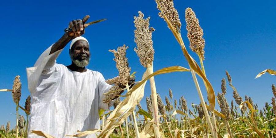 اخبار الإقتصاد السوداني - تقييم منتصف الموسم الزراعي من ناحية الإنتاج والإنتاجية بسنار