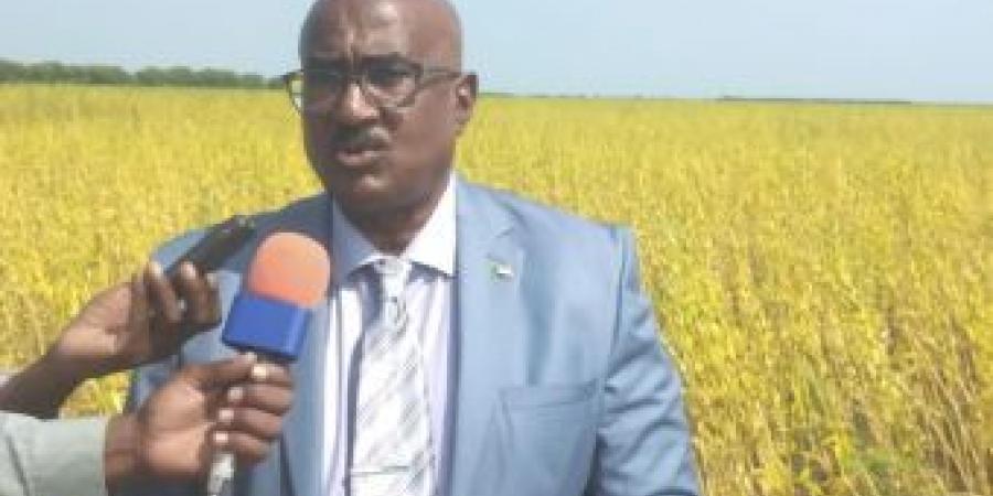 اخبار الإقتصاد السوداني - والي سنار يشهد حصاد السمسم بمشروع الشركة العربية السودانية