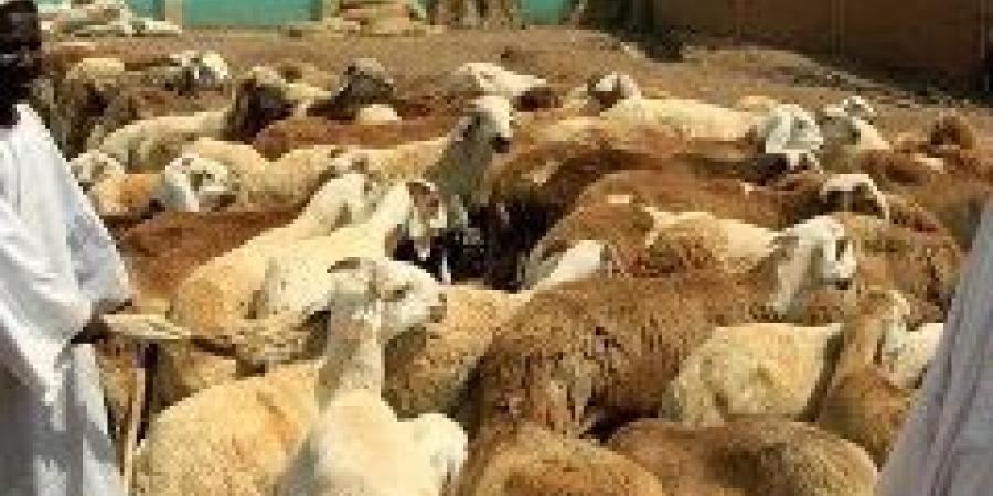 اخبار الإقتصاد السوداني - عرض ماليزي للسودان بإدخال القيمة المضافة لصادراته الحيوانية