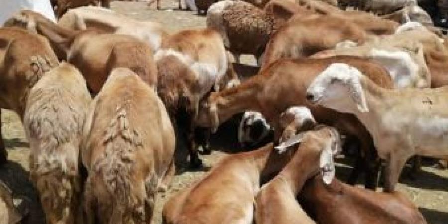 اخبار الإقتصاد السوداني - خطة لتطوير القطعان مع ملاك الثروة الحيوانية بالقضارف