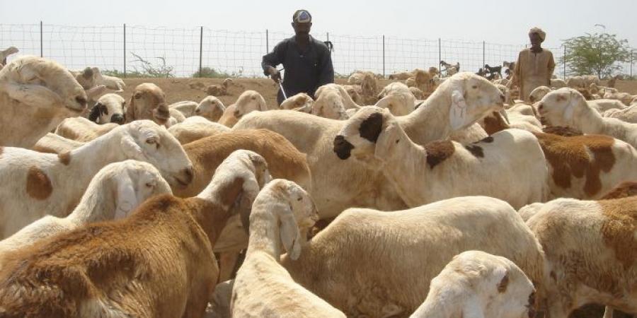 اخبار الإقتصاد السوداني - تنفيذي الخوي بغرب كردفان يؤكد إستمرار صادر الثروة الحيوانية