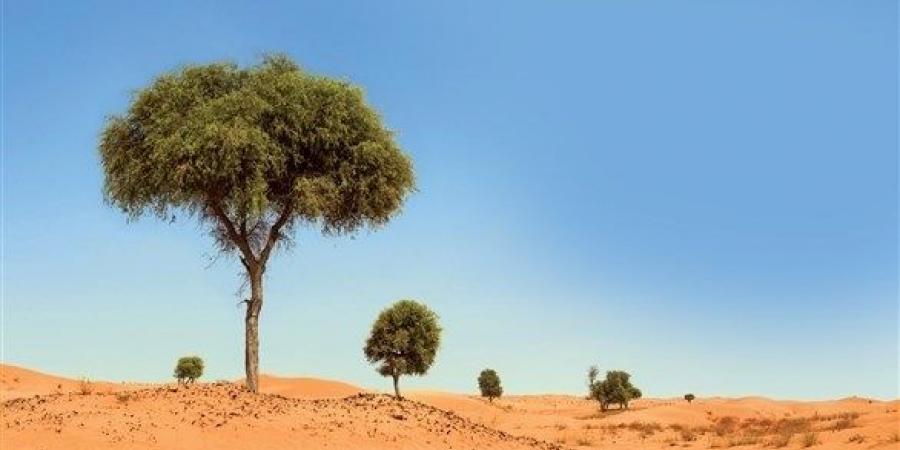 اخبار الامارات - الإمارات تهدي 51 شجرة غاف لشركائها في القارة الأفريقية