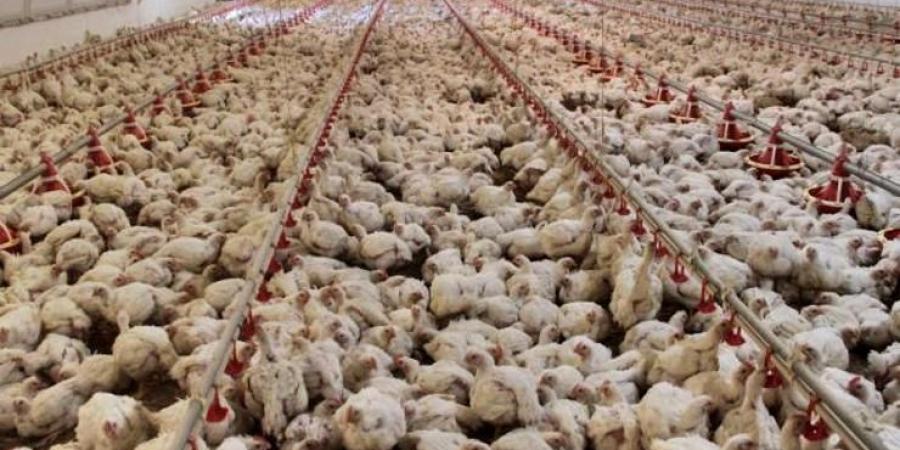 اخبار اليمن | بعد انتشار كبير لأنفلونزا الطيور .. اليابان تعدم 10 ملايين دجاجة
