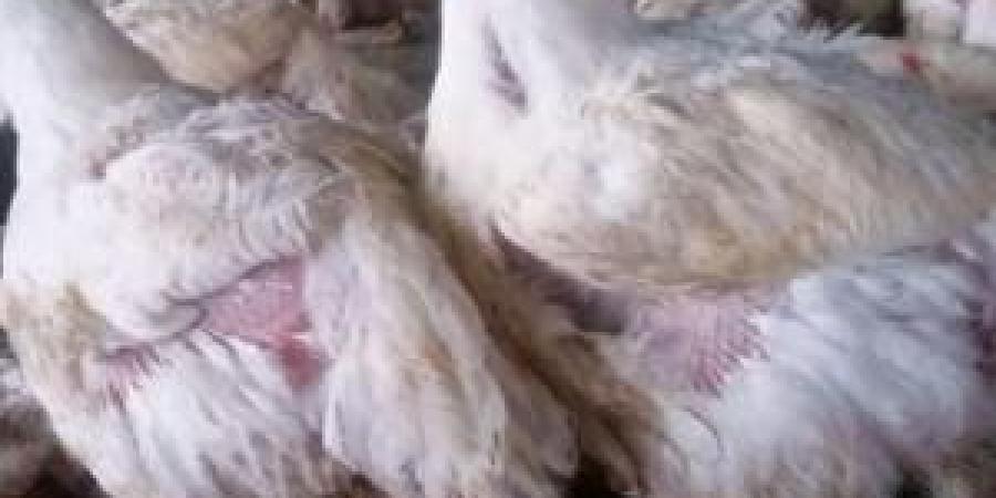 اليمن: جبايات مليشيات الحوثي ترفع أسعار الدجاج بنسبة 30 % في مناطق سيطرتها