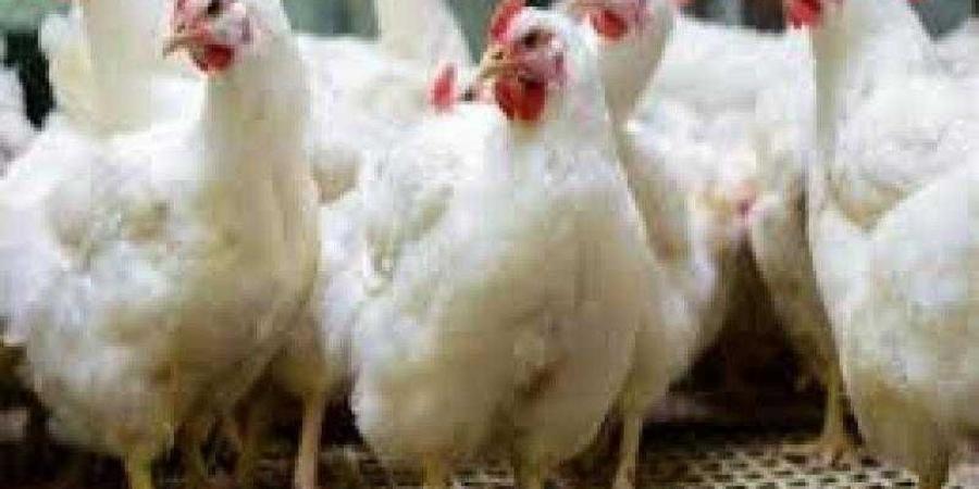 اخبار اليمن | إرتفاع أسعار الدجاج في صنعاء والمستهلك تطالب بالغائها