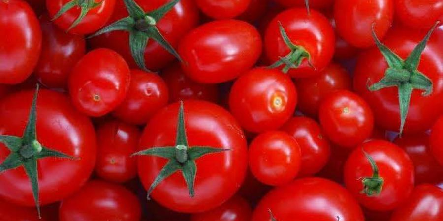 اخبار اليمن الان | تزامنا مع قرب شهر رمضان.. إرتفاع بأسعار الطماطم في عدن