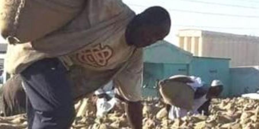 اخبار الإقتصاد السوداني - إنخفاض كبير في أسعار المحاصيل بالقضارف