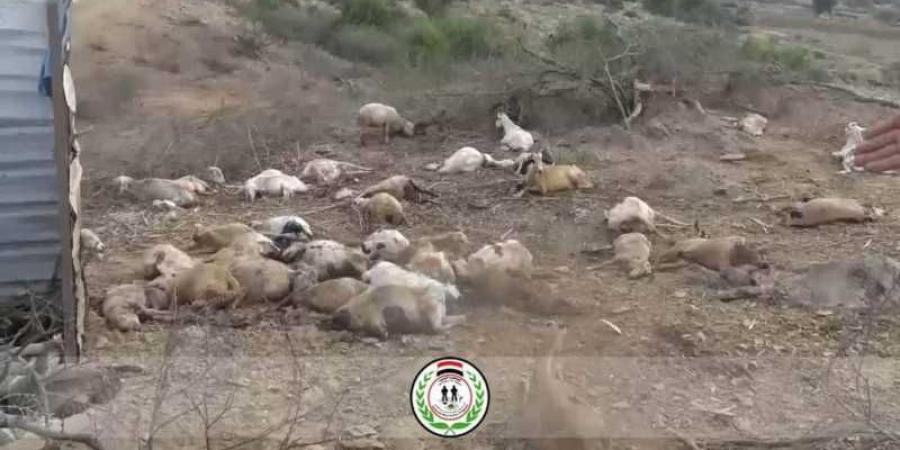 اخبار اليمن | نفوق عدد من المواشي بانفجار ألغام زرعتها مليشيات الحوثي في مأرب