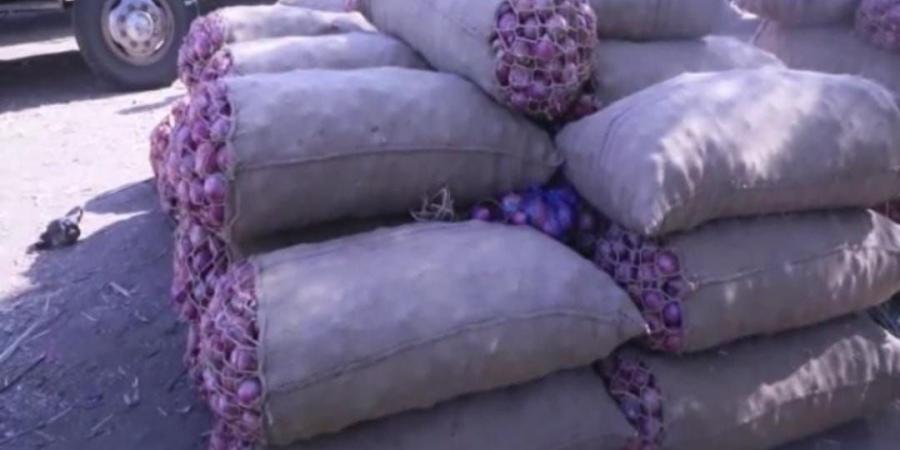 اخبار الإقتصاد السوداني - أسعار البصل.. انتعاش عملية البيع والشراء