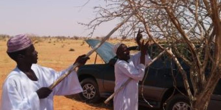 اخبار الإقتصاد السوداني - ورشة تدريبية لمنتجي الصمغ العربي بالنهود