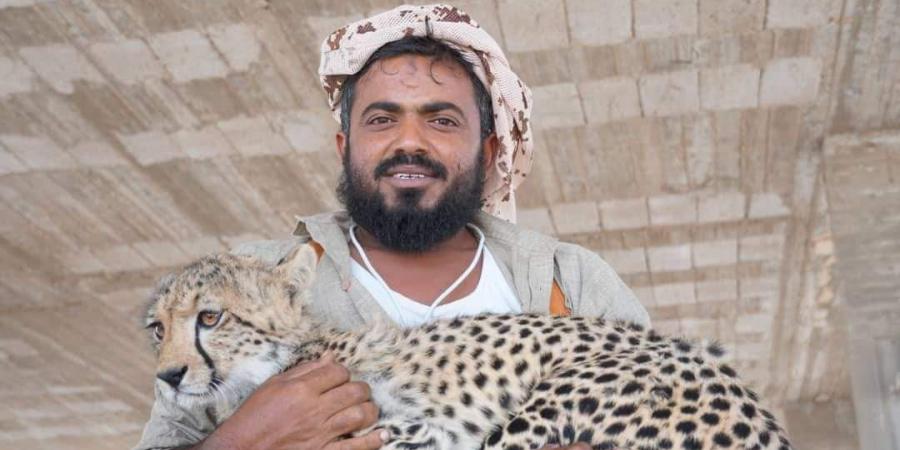 شاهد بالصور.. شاب يمني يقوم بتربية عدد من الفهود العربية في منزله عقب اصطيادها