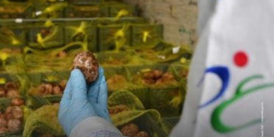 الغذاء والدواء السعودية تمنع دخول 12 ألف كيلو من الفقع متعفّنة