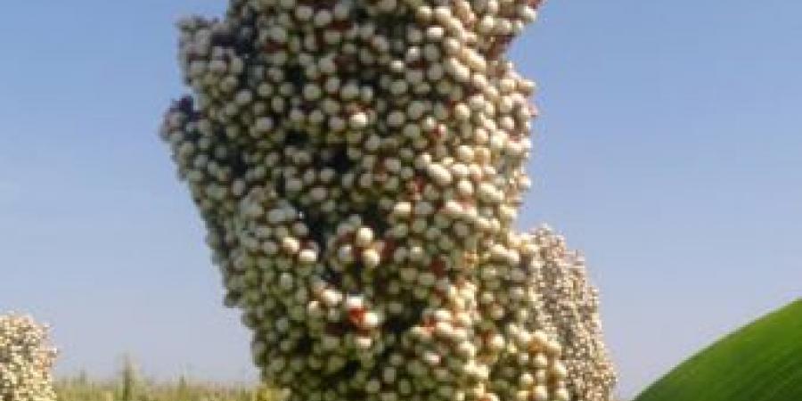 اخبار الإقتصاد السوداني - أسعار الذرة في السوق المحلي