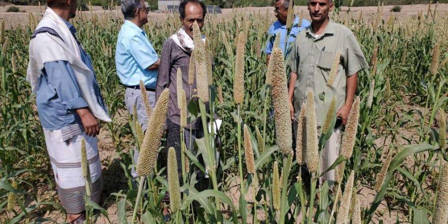 اخبار اليمن الان | مواطن قرر تحويل حقوله الزراعية في لحج لزراعة القمح