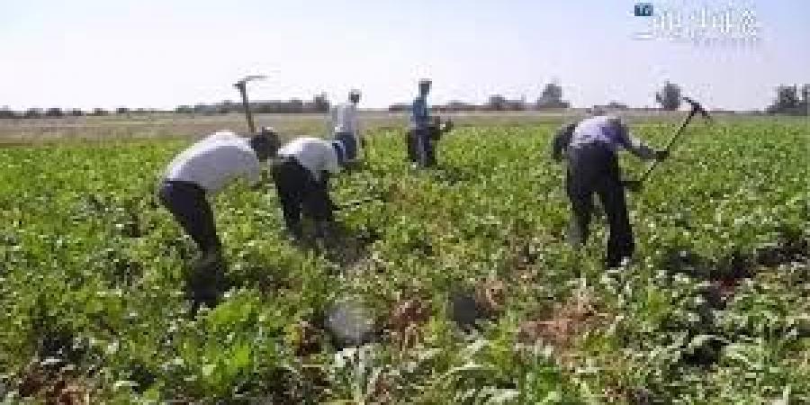 اخبار الإقتصاد السوداني - مزارعو السوكي يلوّحون باعتصام جديد في سنار