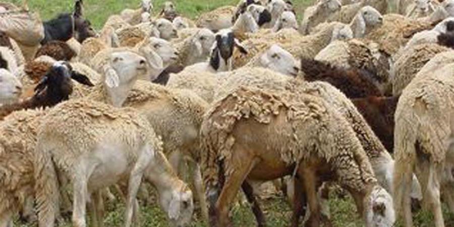 اخبار الإقتصاد السوداني - وكيل الثروة الحيوانية : 250 الف رأس صادر الماشية الي السعودية يوميا