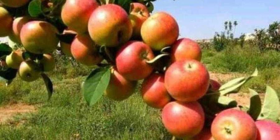 اخبار اليمن | نجاح زراعة نوع جديد من التفاح في صعدة