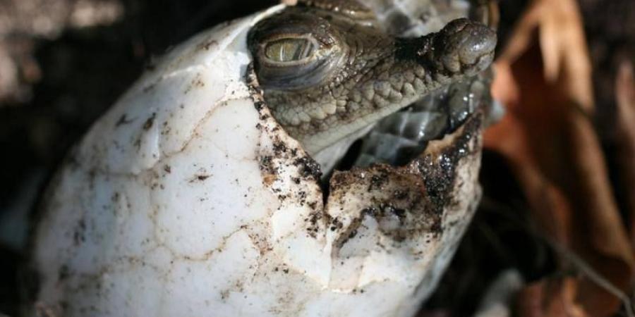 اخبار اليمن | ظاهرة تثير الذهول.. أنثى تمساح تحمل بدون ذكر