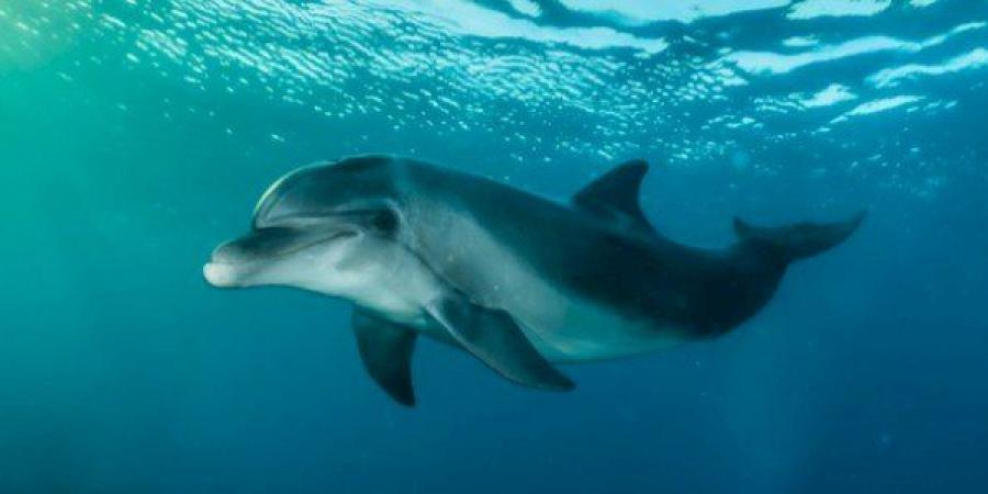 اخبار اليمن | الكشف عن أدلة جديدة توضح كيف تحدد الحيتان والدلافين المواقع بالصدى!