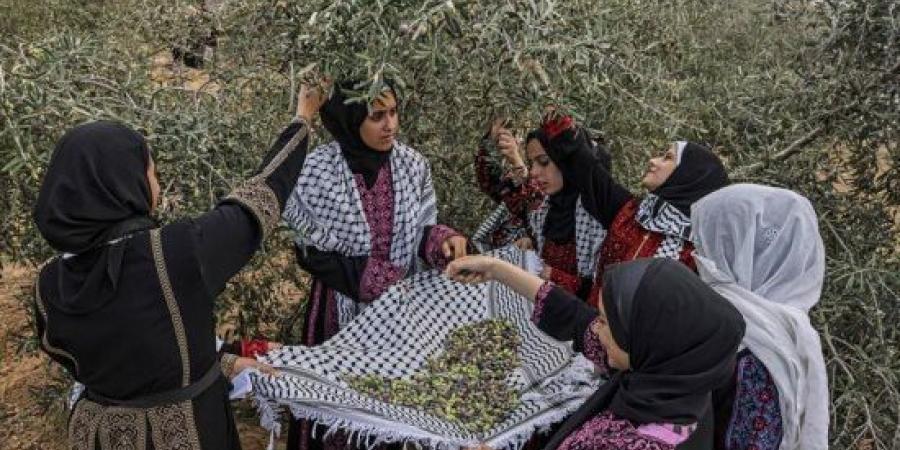 اخبار اليمن | ضمن فعاليات بينالى البندقية 2024.. تنظيم معرض فلسطيني عن أشجار الزيتون!